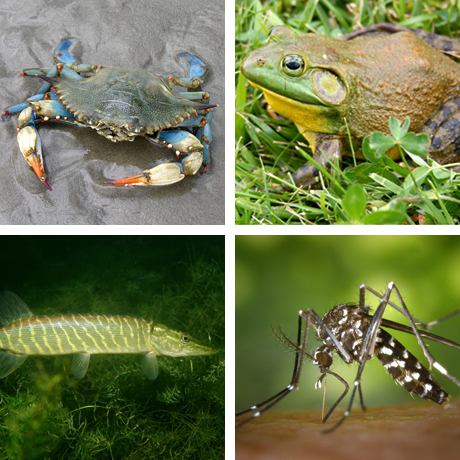 Invasive species Invasive species